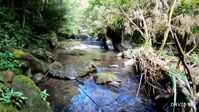 2019.7.20坪林探路去 смотреть онлайн