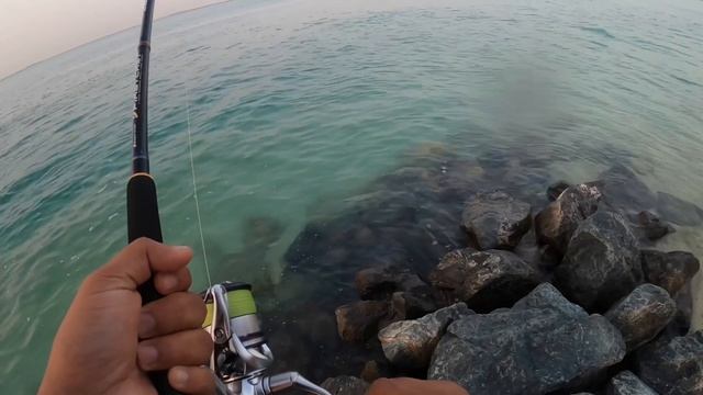 King Fish Strike/Abudhabi Fishing/shore Fishing/How To Use Lure/shimano Stradic 4000