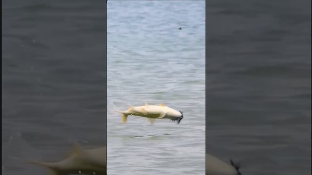 Versus Рыбы атакуют птиц смотреть онлайн