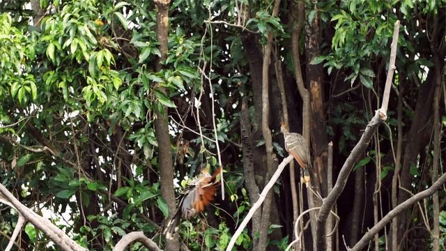 Exploring Amazon Jungle With Natives | Fishing Peacock Bass In The Amazon Pt.4