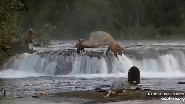 Мишка побежал следом отнять рыбу у семейки мишек#Медведи на рыбалке. Аляска смотреть онлайн