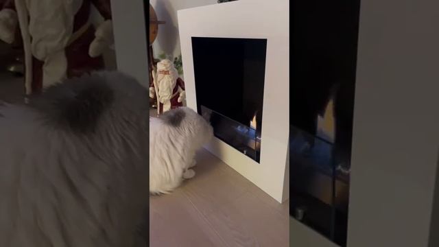 Отзыв биокамин бионика смотреть онлайн