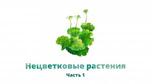 20. Нецветковые растения, часть 1