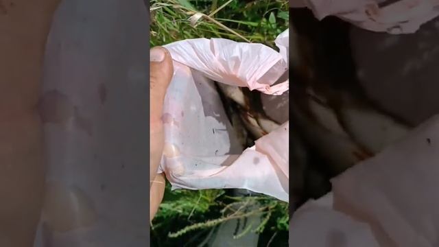 #fishing #кастинговаясеть ловим на кастинговая сеть накрывашка смотреть онлайн