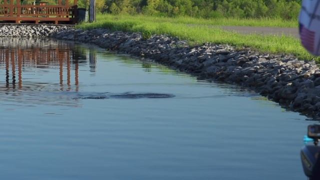 Justin Lucas Fishing The Berkley J-Walker On Lake X In Kentucky –  Tackle Warehouse VLOG #442
