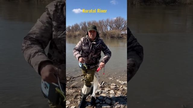 ЖЕРЕХ 2023 г. Рыбалка на Каратале. Жетысу. Талдыкорган. #моярыбалка #fishing#низовьекаратала смотреть онлайн