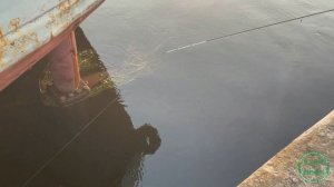 Maximus Indigo Micro-Jig. Бюджетный спиннинг для микроджига.