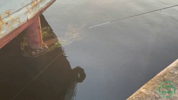 Maximus Indigo Micro-Jig. Бюджетный спиннинг для микроджига.