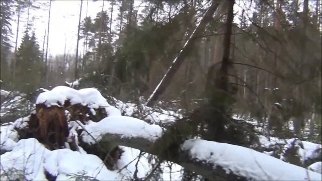 Экскурсия в лес на Черное озеро с егерем озеро Селигер.База отдыха "Новый ковчег" смотреть онлайн