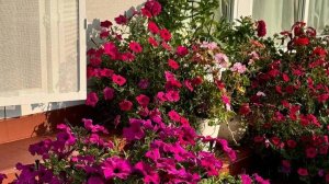 Соблюдайте эти несколько простых правил в уходе за петунией и она всегда будет вас  радовать