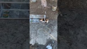Кошколовка в действии
