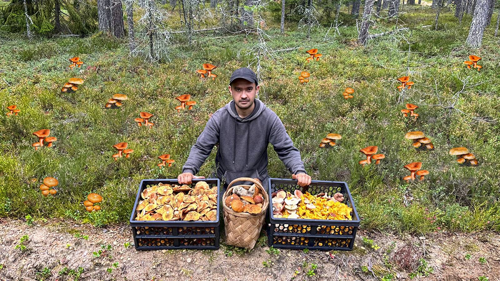 МЫ ЖДАЛИ ЭТО 10 ЛЕТ! МАССИВНЫЙ СЛОЙ ЦАРСКИХ ГРИБОВ | ВЕСЬ ЛЕС СТАЛ РЫЖИМ | ГРИБЫ 2023 смотреть онлайн