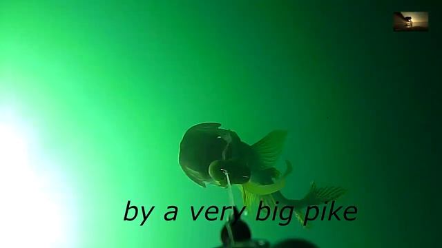 Cannibal pike смотреть онлайн