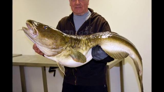 Fishing in Norway - Wędkowanie w Norwegii - Рыбалка в Норвегии смотреть онлайн