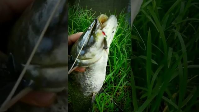 Сом на самодельную блесну вертушку. #спиннинг #сом смотреть онлайн