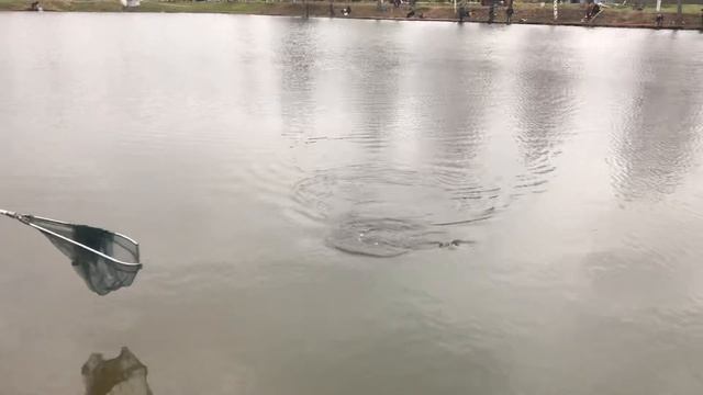 Ловим форель РК «Фишка» Петряиха смотреть онлайн