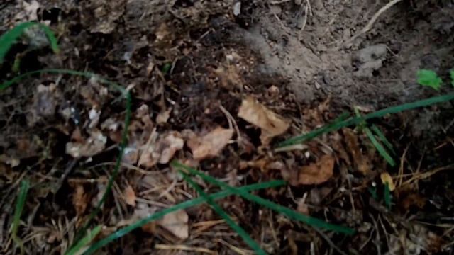 Копоразведка 2024 с Equinox900