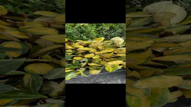 Осеннее черенкование 2024. Маленький обзор