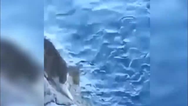 Кот - супер рыболов смотреть онлайн