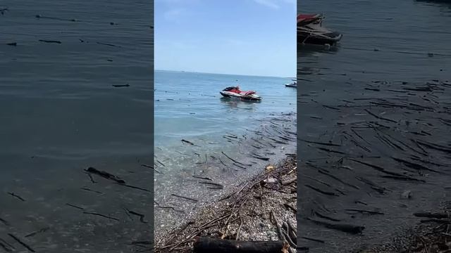 Абхазия Новости| ШОК весь пляж ЗАНЕСЛО