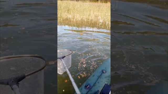 щука 4700, Истринское водохранилище, полежайки.