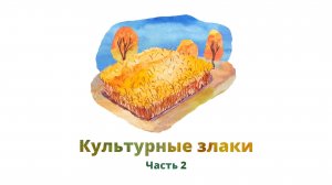 27. Культурные злаки, часть 2