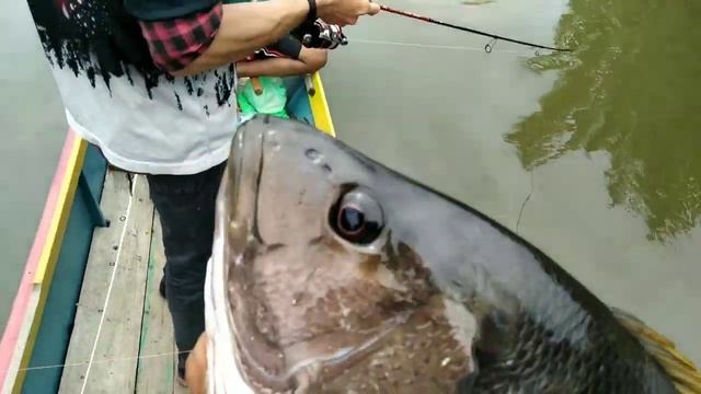 Tarikan Black Bass Bikin Panik смотреть онлайн