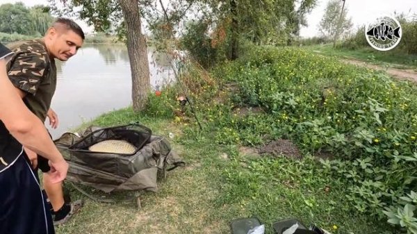 21.5kg Monster Carp, fishing on Bečmen Lake, Serbia - Aug 19 2023