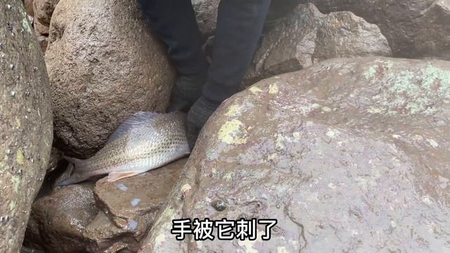 【合集】4四台戰機抽干神秘海島，坑裡遍布各種好貨，收獲一大箱魚貨 смотреть онлайн