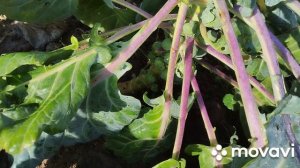 выращивание брюссельской капусты,мой первый опыт