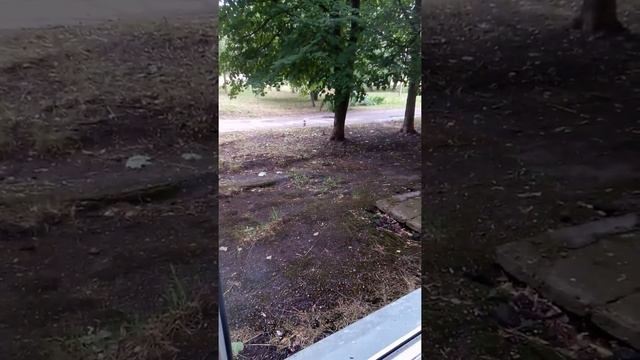 ВОРОН КЛЮЁТ МЁРТВОГО ГОЛУБЯ смотреть онлайн