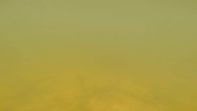 Щука под водой и краснопёрка видео rybachil.ru