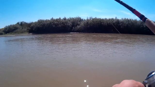 Avat La Salmo Thrill #2 (Asp On Salmo Thrill #2)