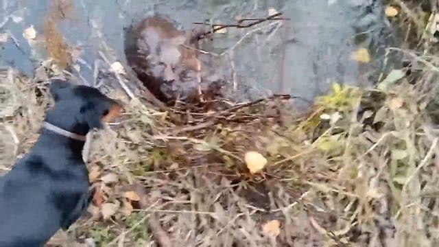 Охота на бобра капканом смотреть онлайн
