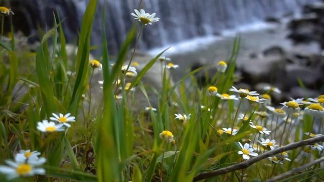 "Вера". 10 октября. День за днем в Ал-анон. Ежедневник для созависимых. смотреть онлайн