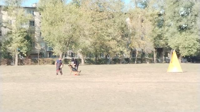 Хельген Хаус АНТЕЙ ++- №33 / КЧК РОСТОВ-НА-ДОНУ 06 октября`24 Моно немецких овчарок