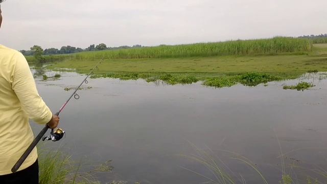 Fish Catching || Cutting And Cooking || Snakehead Fishing||Village Fishing смотреть онлайн
