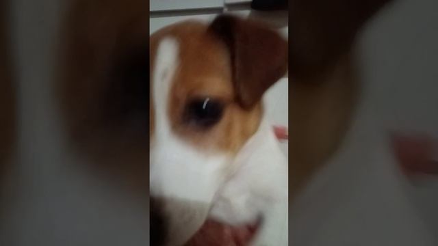 собакин чуча ча