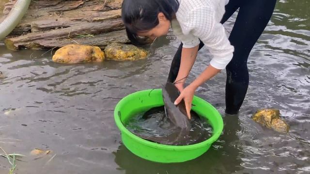 Fishing Videos Life Fishing Planet Fishing Draining Water Catch Big Fish Go To Market