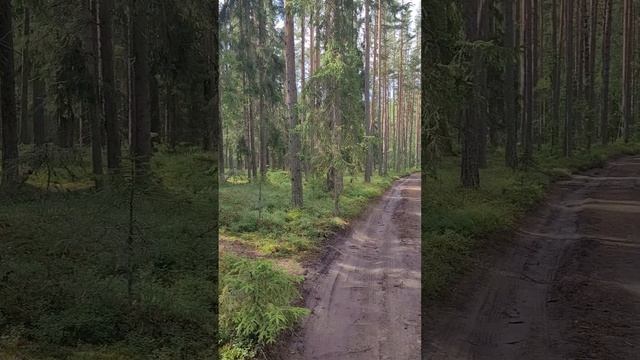 Карелия 2024. Дорога на Ладогу. Июль 2024г (Часть 2).mp4 смотреть онлайн