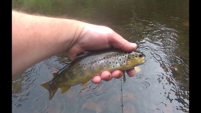 UL spinning for brown trout. смотреть онлайн