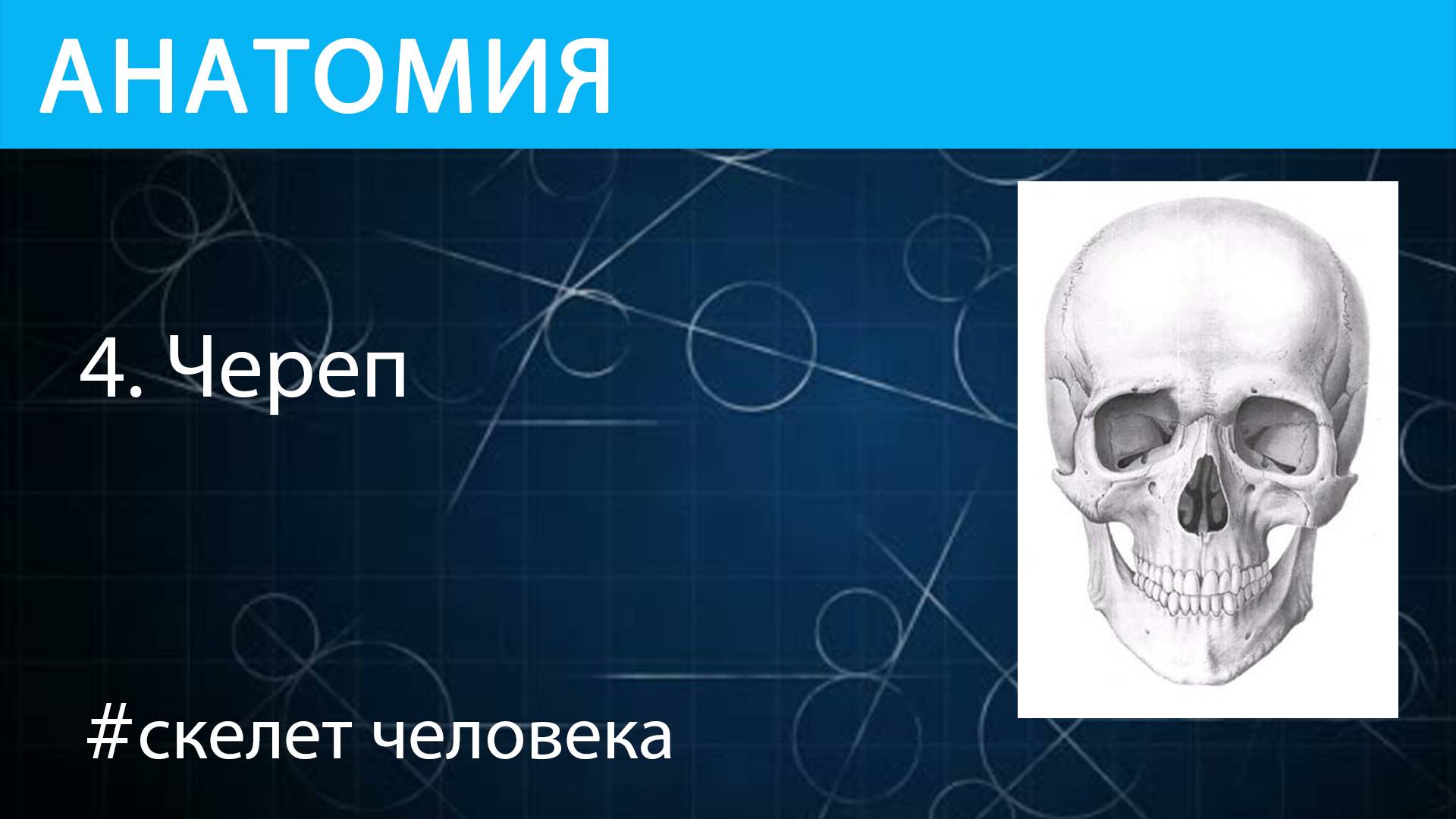 Анатомия: строение черепа скелета человека смотреть онлайн
