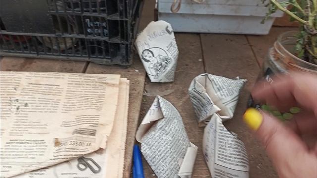 Семена 💥Акция в подарок гладиолусы😉🤩👍 смотреть онлайн