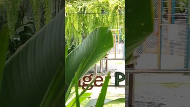 Красивая жизнь у тигров. Бесплатная экскурсия Пхукет. Таиланд 2024 за 50 тысяч руб @tutsi-dieti смотреть онлайн