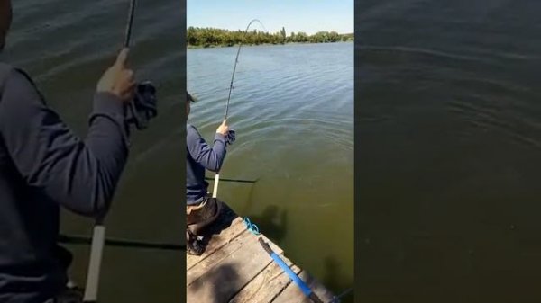 Drennan Acolyte Plus 12f (ловля карпа)