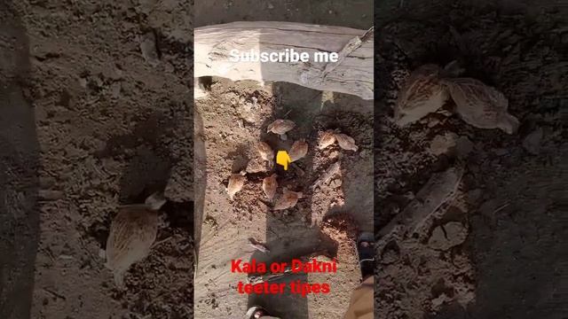 Teeter chicks feed|Dasi titer k bacho ki khurak|Dakni titar k chicks|irani bird#shortvideo смотреть онлайн