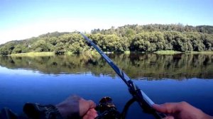 Плотва ловля в проводку на пшеницу