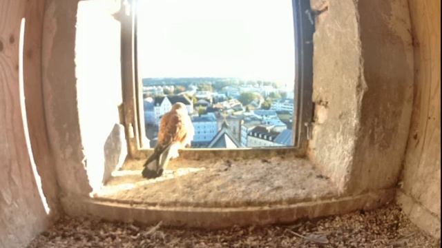 Rosenheimer Germany - Kestrels. Male with visits , departure - 2023 10 25 08 54 смотреть онлайн