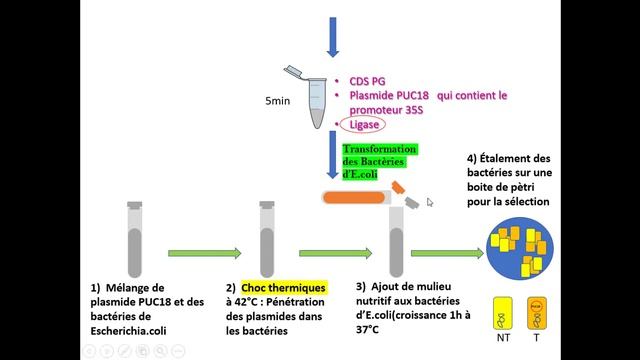 Biotechnologie de A à Z SVIS6 смотреть онлайн