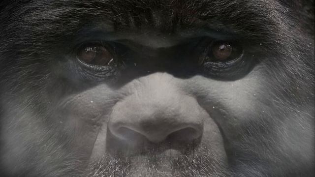 Жуткие встречи с Йети.Взгляд в Спину Ч.2.Встречи с Комполеном в Кондинском районе. смотреть онлайн